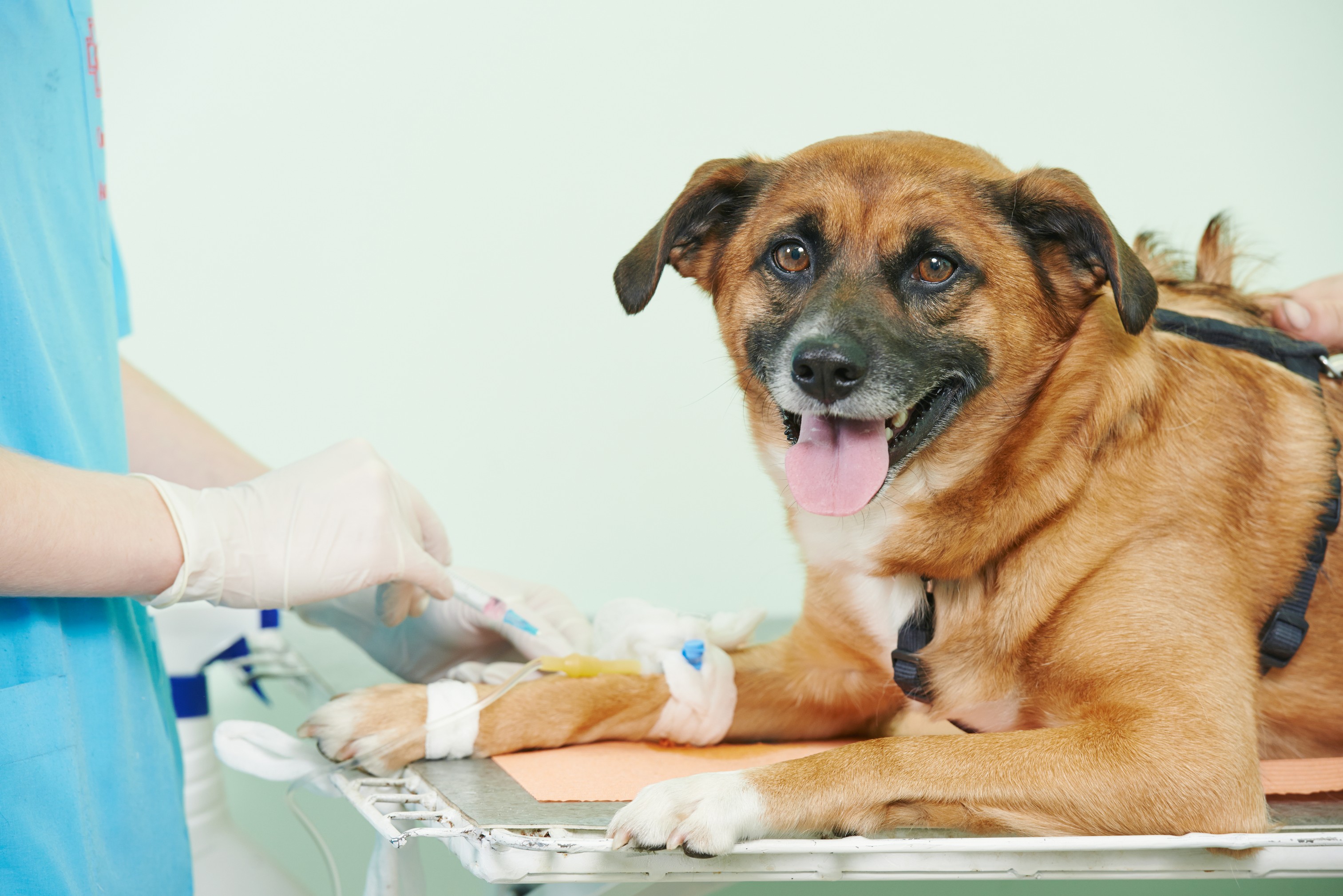 Pet Surgery | Cornerstone Animal Hospital