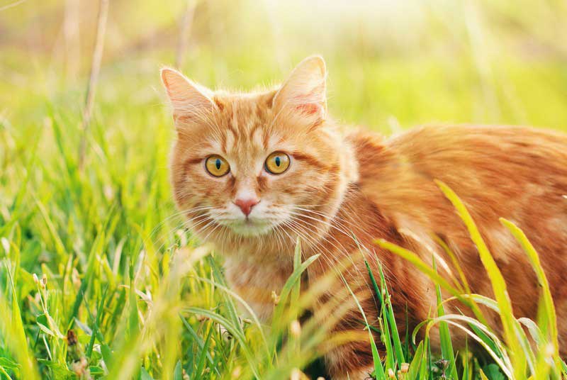 Feline Vaccinations in North Richland Hills